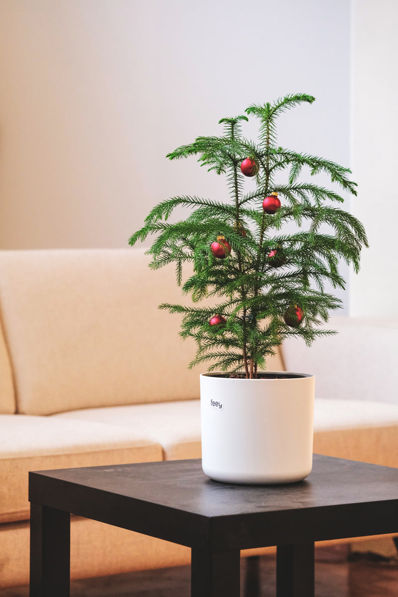 Weihnachtsbaum in weissem Topf, geschmückt mit roten Weihnachtskugeln, auf Wohnzimmertischchen vor einem beigen Sofa
