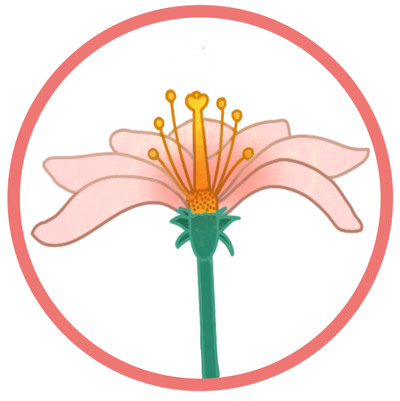 Illustration einer Blüte mit Kelch- und Kronblättern und den Fortpflanzungsorganen