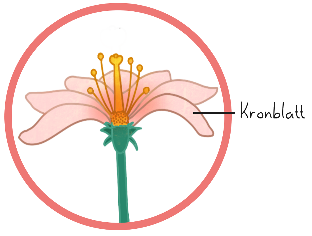 Illustration einer Blüte mit Kronblatt