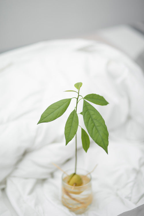 Avocado-Bäumchen mit Kern in Wasser auf einem Bett