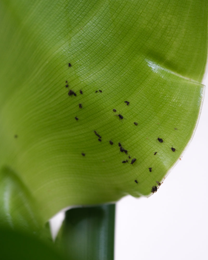 Schwarze Blattläuse auf grünem Blatt