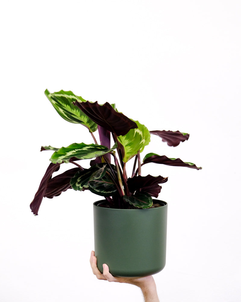 Calathea Roseopicta in grünem Topf