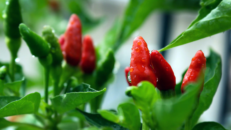 Chili-Pflanze mit roten Chilis