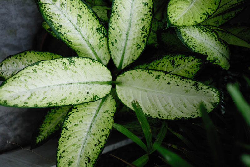 Dieffenbachia seguine mit fast vollständig weiss panaschierten Blättern