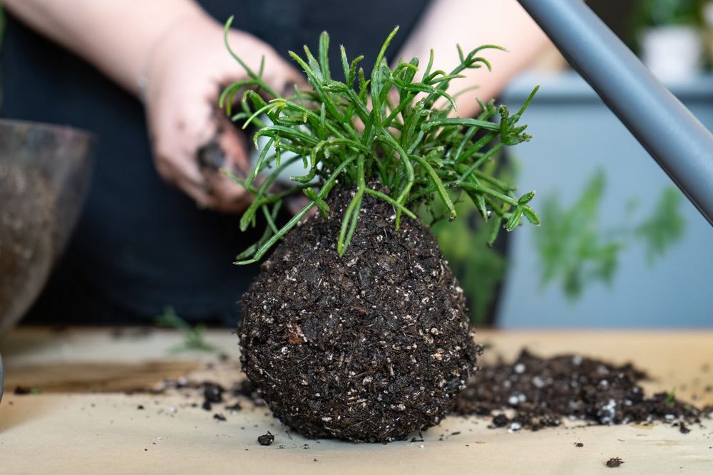 Eine Babypflanze ist komplett mit der nassen Erde eingepackt - die Erde bildet eine Kugel.