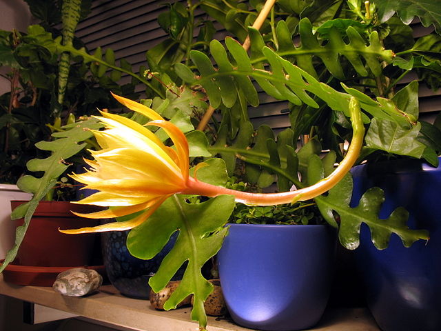 Sägeblattkaktus mit überproportional grosser, gelber Blüte an langem Stiel