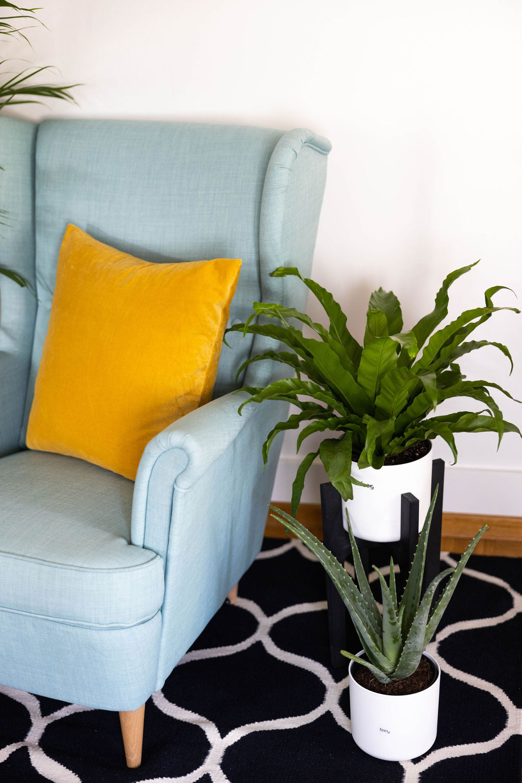 Aloe vera in weissem Topf auf gemusterten Teppich neben einem gewellten Nestfarn im dunklen Pflanzenständer, beide neben einem hellblauen Sofa