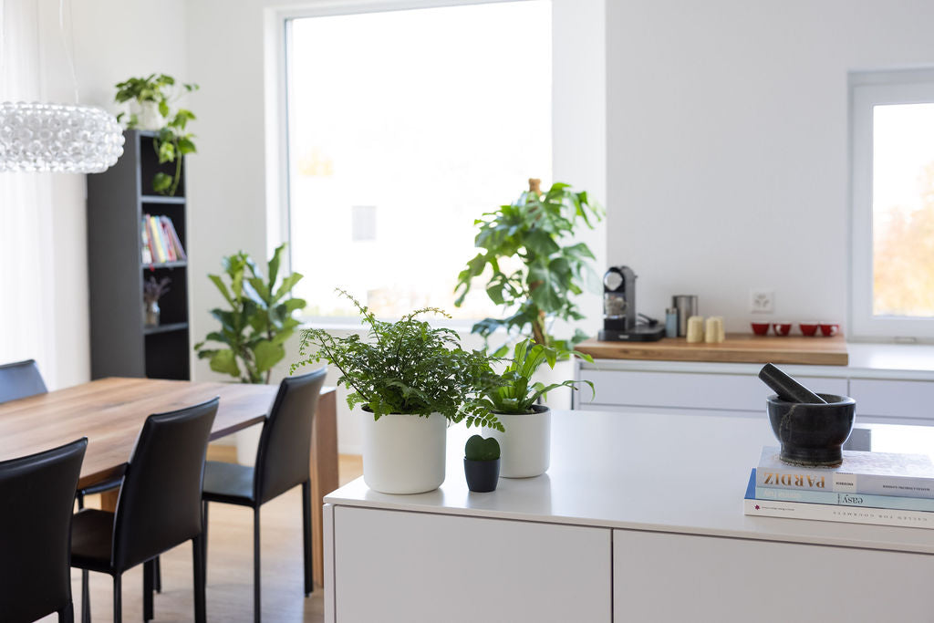 feey-Pflanzen auf weisser Kücheninsel neben Büchern und einem Mörser, dahinter eine weitere Ablagefläche mit Kaffeemaschinen und Tassen, weiter hinten im Raum feey-Pflanzen auf dem Boden und einem Regal, im Vordergrund der Esstisch mit schwarzen Stühlen