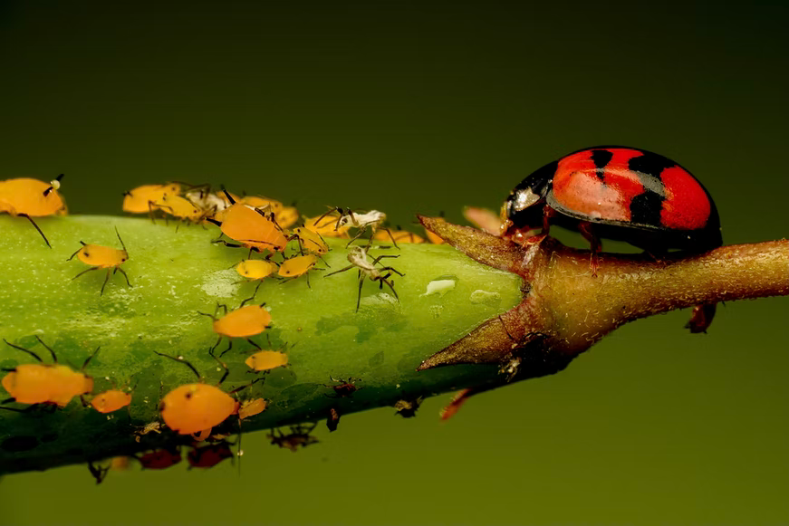 Gelbe Blattläuse gegenüber eines Marienkäfers auf einer Pflanze