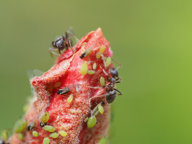 Grüne Blattläuse und Ameisen auf einem roten Pflanzenteil