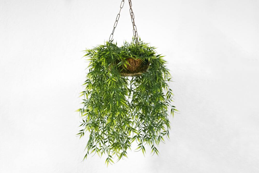 Grüne Hängepflanze in flachem Topf, der an einer Kette von der Decke hängt
