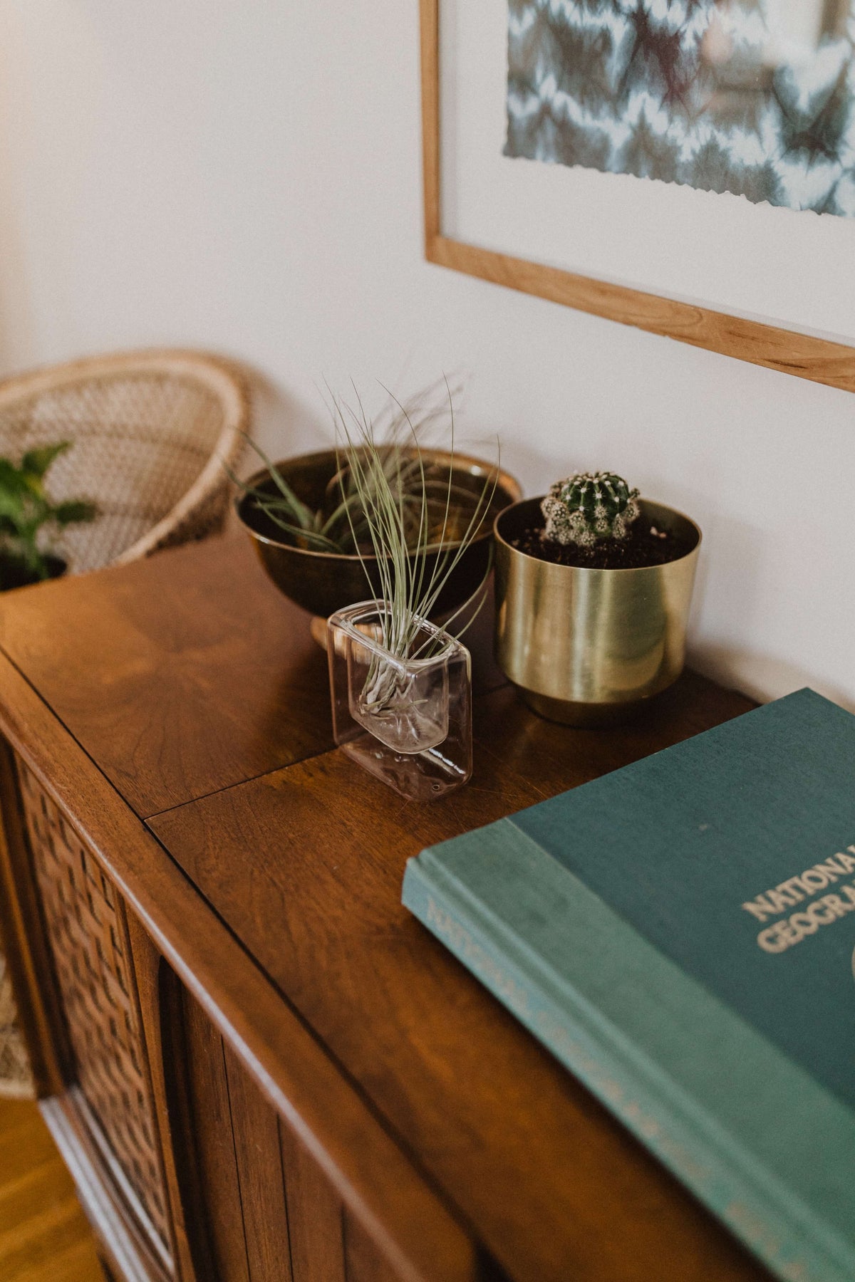 Luftpflanzen und kleiner Kaktus auf einem Sideboard, daneben ein Buch