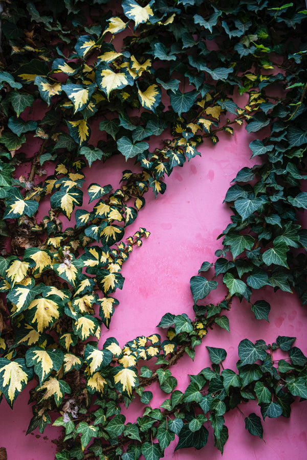 Goldheart-Efeu mit normal grünen und goldenen Blättern an einer pinken Wand