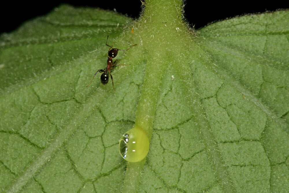 Eine Ameise und ein grosser Tropfen aus extrafloralen Nektarien auf der Unterseite eines Blatts