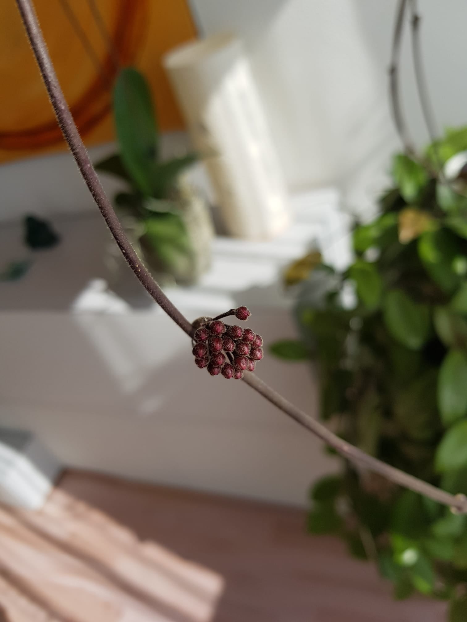 Blüte der Hoya mit roten, kleinen Blütenköpfen