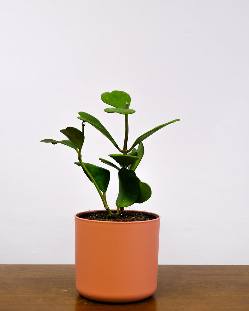 Grosse Herzblatt-Pflanze in pinkem Topf
