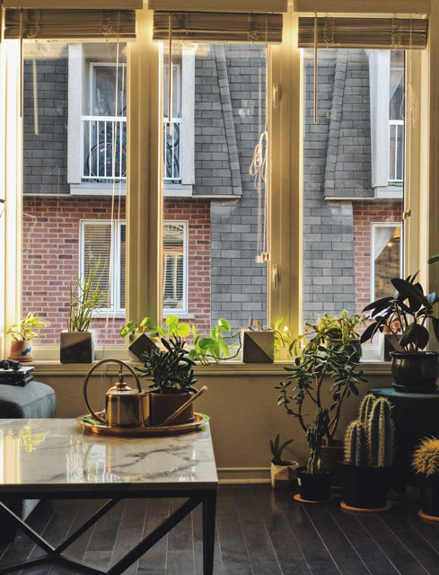 Zimmerpflanzen auf Fensterbänken und davor sowie auf dem Marmortisch