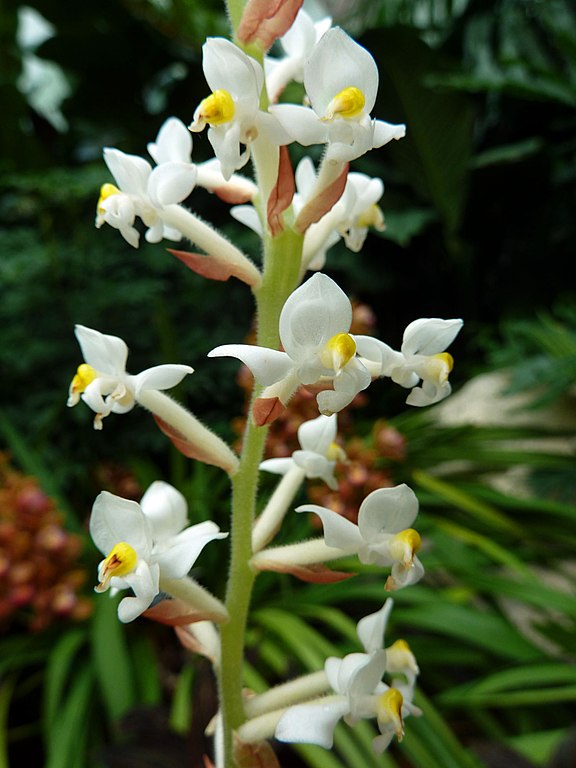Juwelorchidee mit weissen Blüten