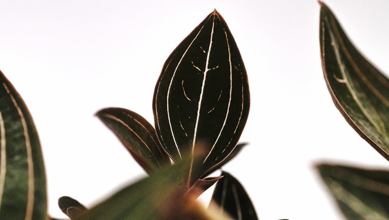 Juwelorchidee (Ludisia discolor) mit braunen Blättern und weissen, strichartigen Blattzeichnungen
