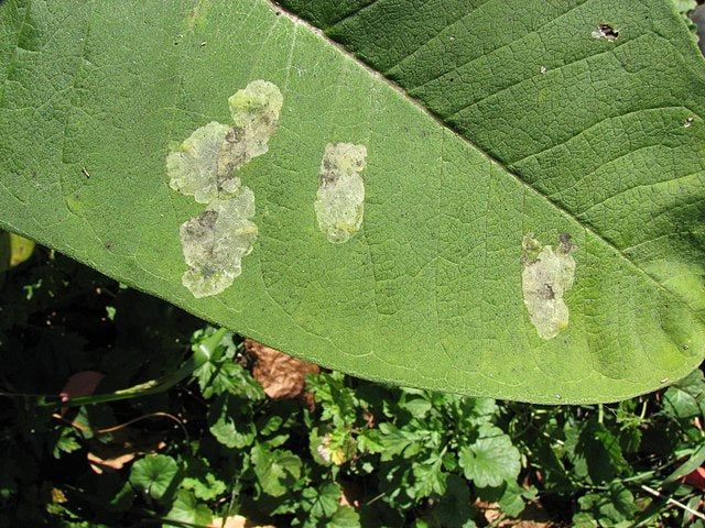 Weissliche Flecken auf einem grossen grünen Pflanzenblatt