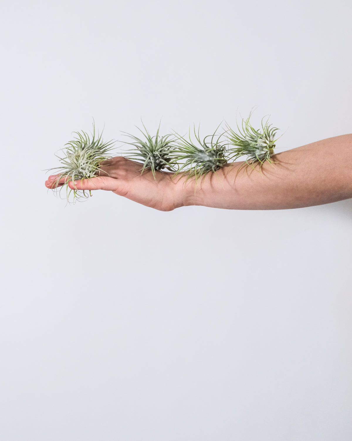 5 Luftpflanzen auf einem ausgestreckten Arm
