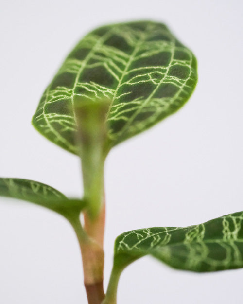 Macodes petola mit sattgrünen Blättern und hellgrünem Äderchen-Muster darauf