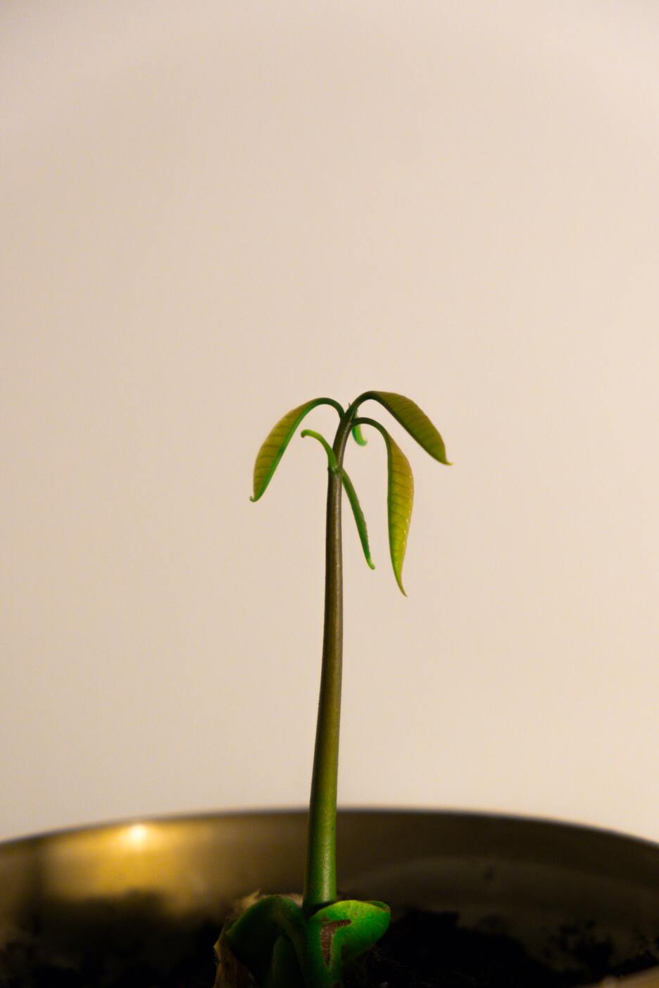 Kleine Mangopflanze in einem goldenen Topf mit Erde