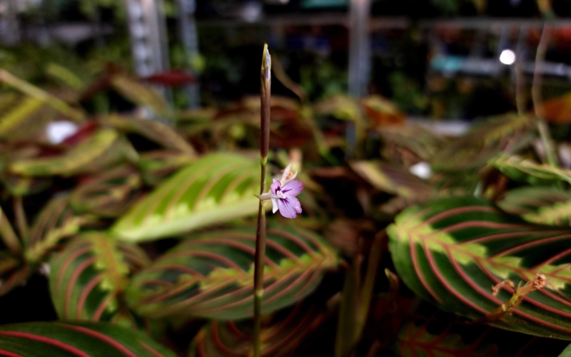 Kleine, violette Blüte einer Maranta