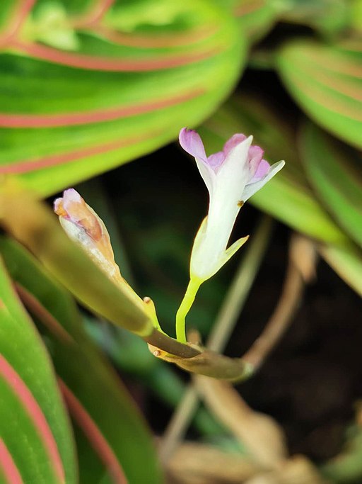 Violett-weisse Blüte an einer Maranta leuconeura