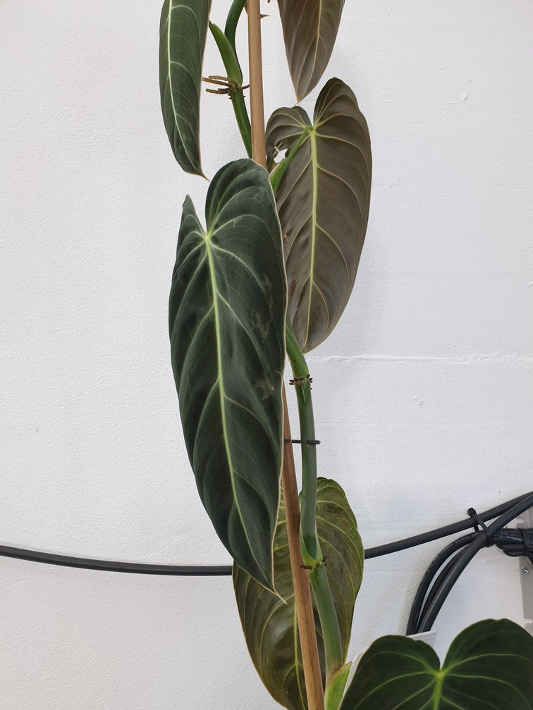 Philodendron melanochrysum ist mit Pflanzenbindern an einen Bambusstab gebunden