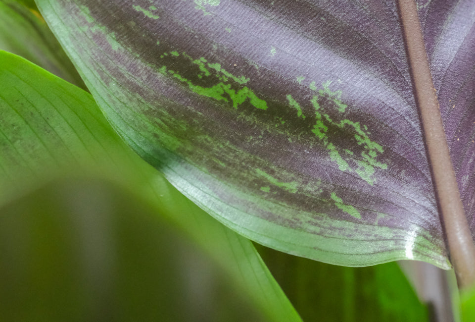 Grüne Spuren auf der violetten Blattunterseite einer Calathea