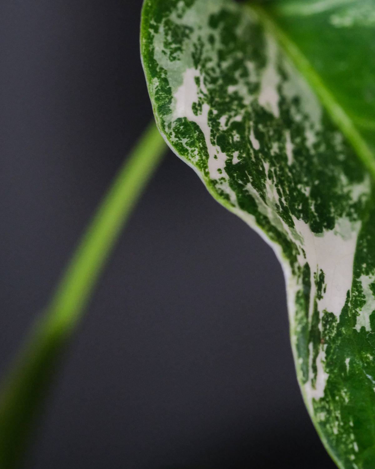 Seitenansicht der grün-weissen Musterung eines Blatts der Monstera variegata