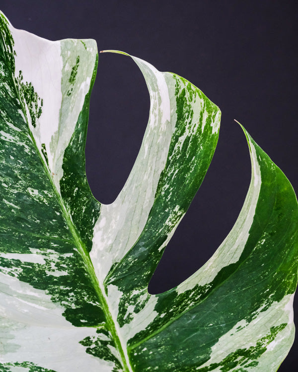 Monstera deliciosa variegata-Blatt mit deutlichen Schlitzen und Weissanteilen