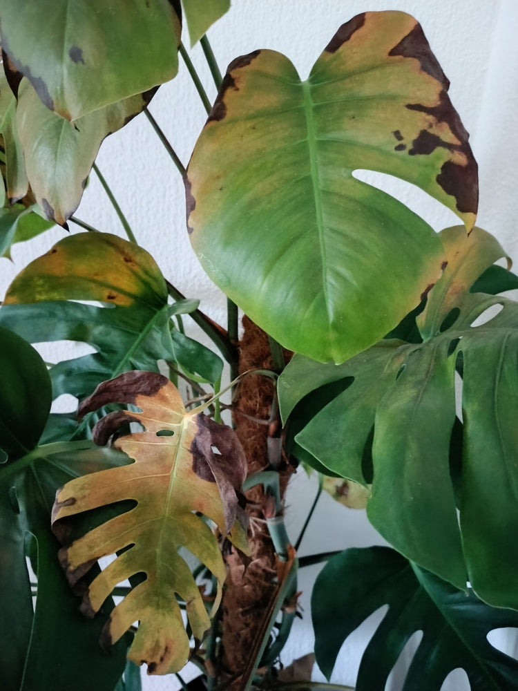 Monstera mit Thripsen-Befall und deshalb mehreren gelblichen, bleich werdenden Blättern mit braunen Flecken