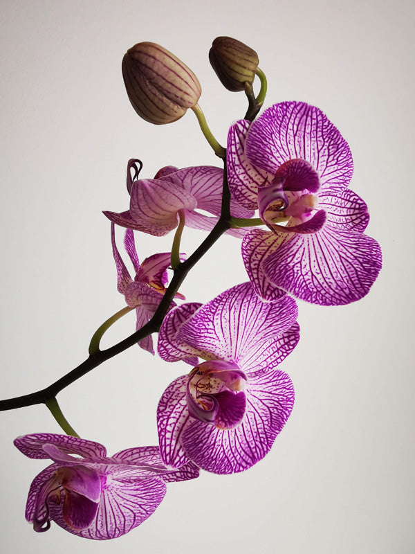 Orchidee mit violetten Blüten