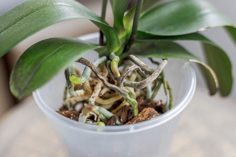 Grüne Wurzeln einer Orchidee im Plastikgefäss