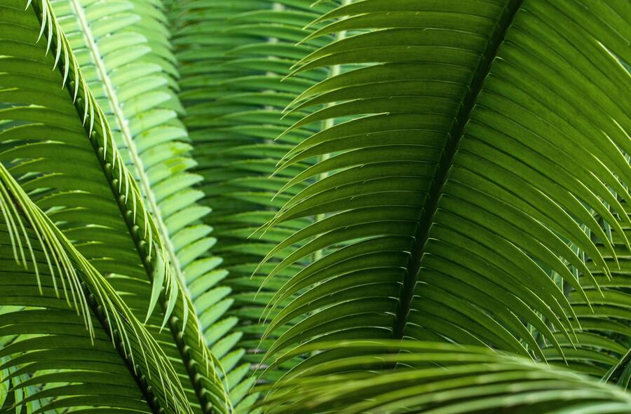 Dickicht aus Palmblättern
