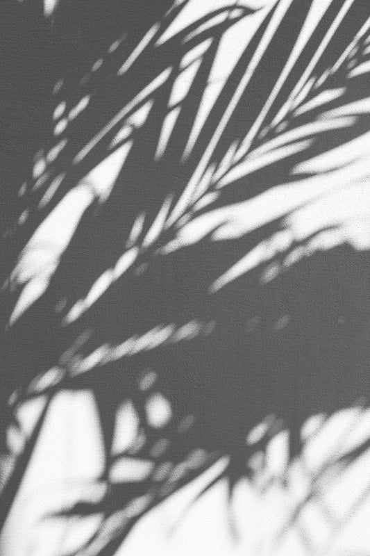 Palmenwedel werfen Schatten auf eine weisse Wand
