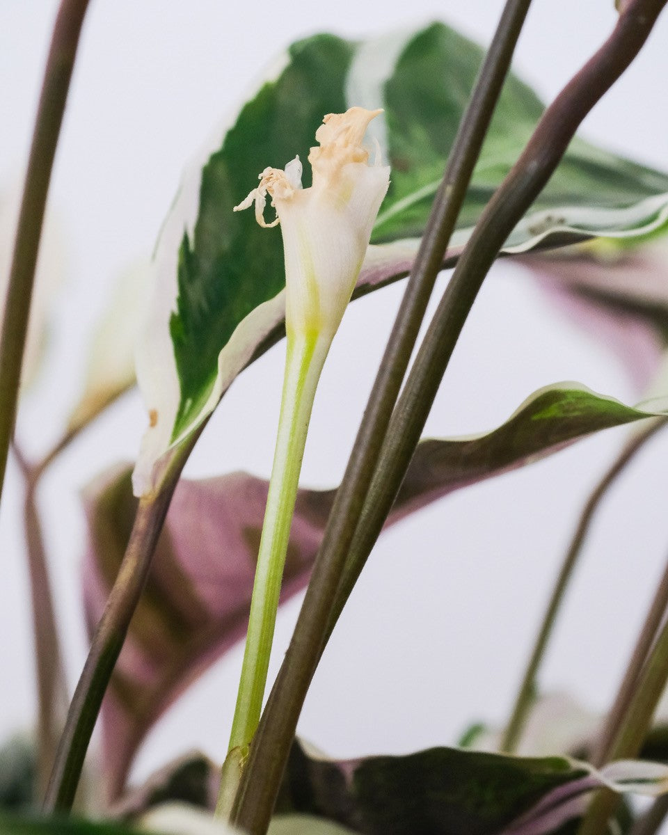 Korbmarante White Fusion mit grün-weissen Blättern und einer weissen Blüte
