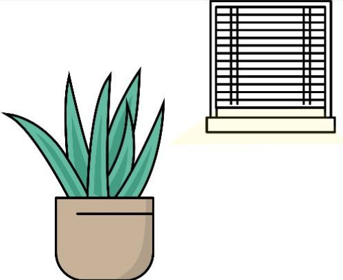 Lichttyp wenig Licht: Pflanze steht bei einem Fenster mit halb geschlossenen Rollläden
