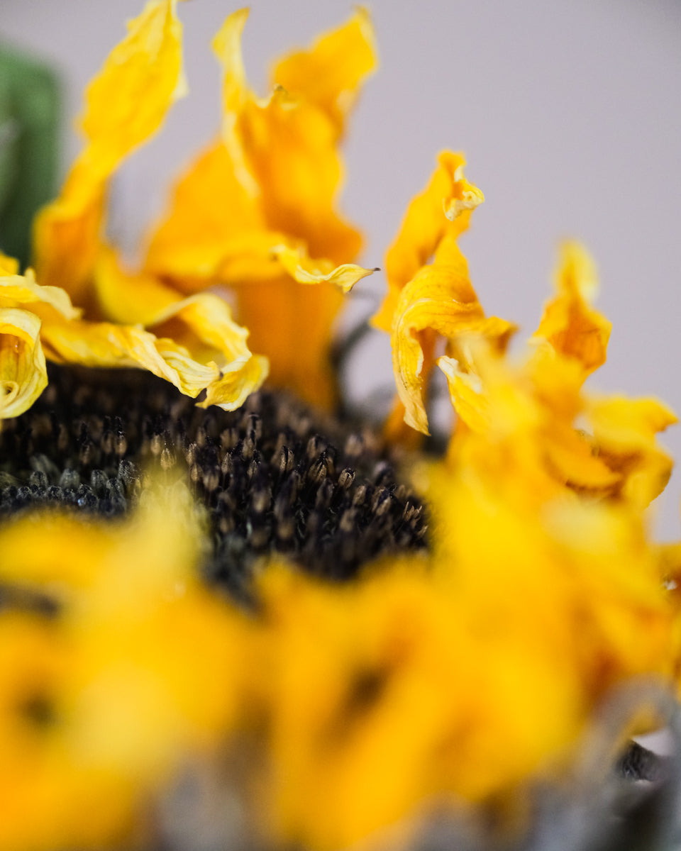 Detail einer getrockneten Sonnenblume
