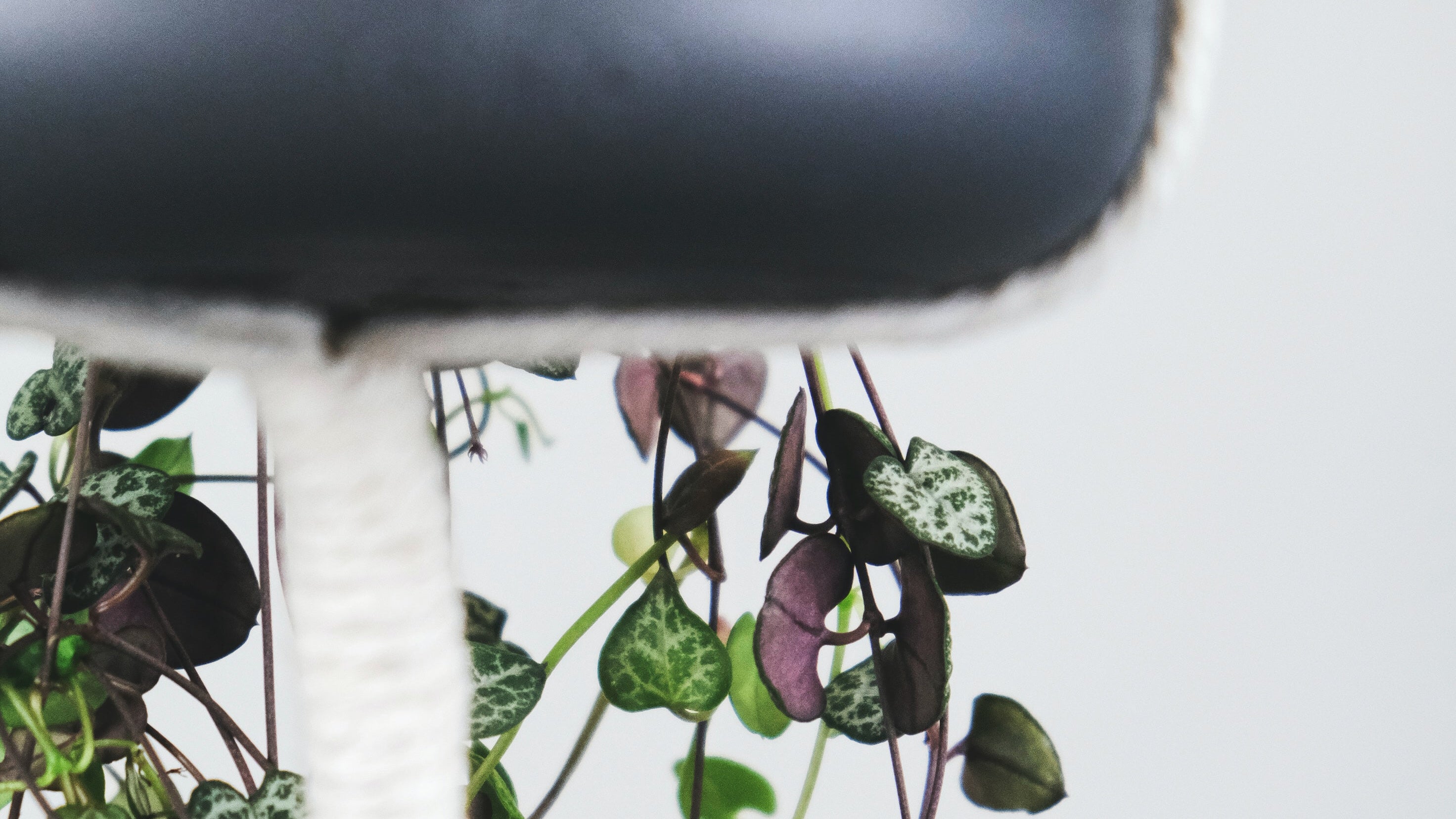 Leuchterpflanze in einem dunklen Hängetopf an einem Makramee-Hänger