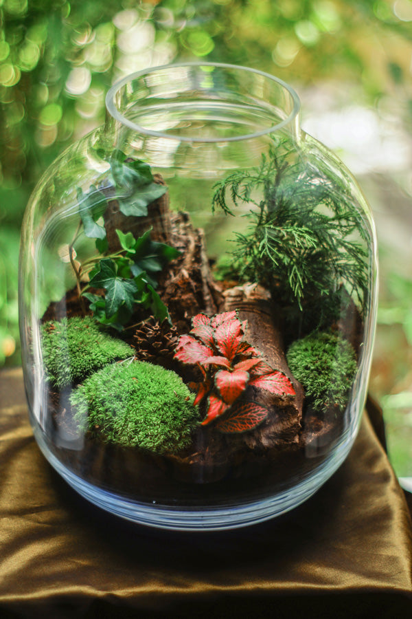 Waldähnliche Bepflanzung in einem grossen Einmachglas ohne Deckel, das auf einem samtigen Kissen steht