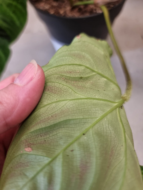 Blattunterseite Philodendron mit schwarzen Punkten und weissen Insekten (Thripsen)