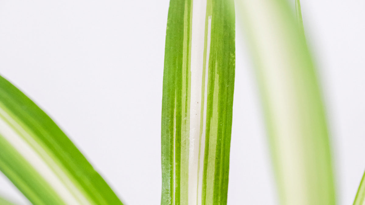 Chloropyhtum mit grün-weiss gestreiften Blättern