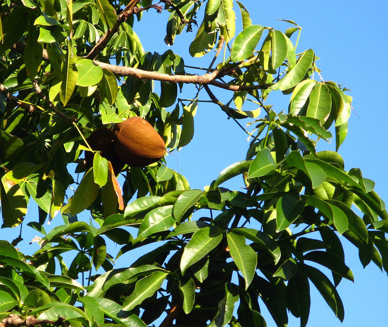 Pachira-Baum vor blauem Himmel, und daran eine grosse, orangene Frucht