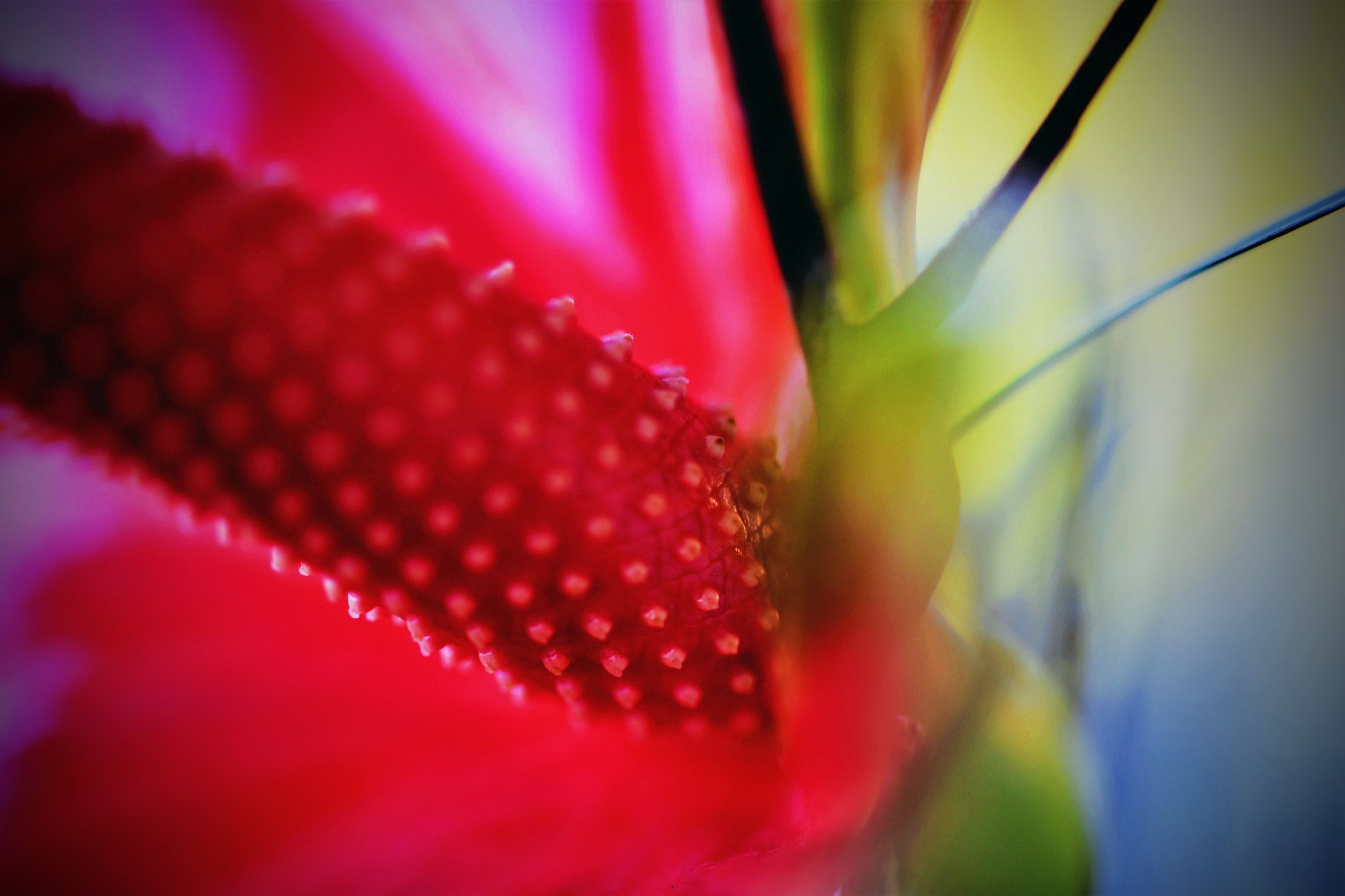 Kleine Flamingoblume 'Artus' mit roter Blüte