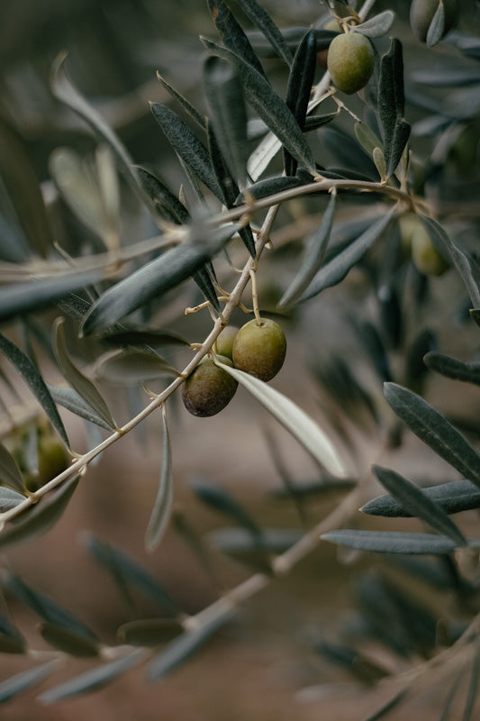 Oliven an einem Zweig