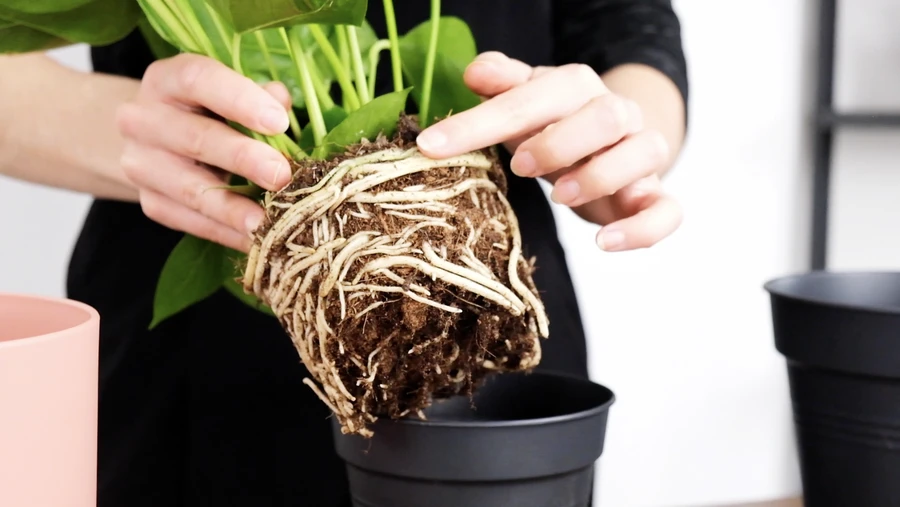 Topfeffekt: Wurzeln schlingen sich um die Erde einer Topfpflanze