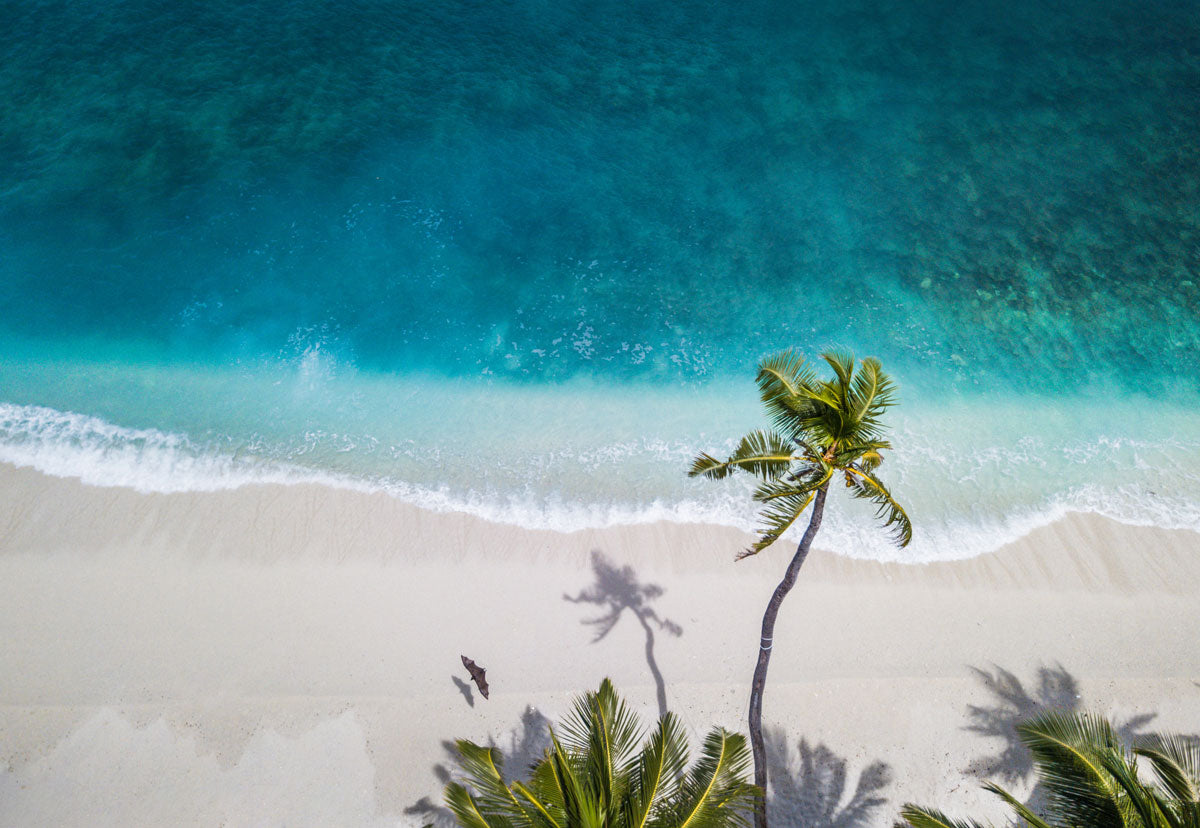 Strand und Palmen von oben fotographiert